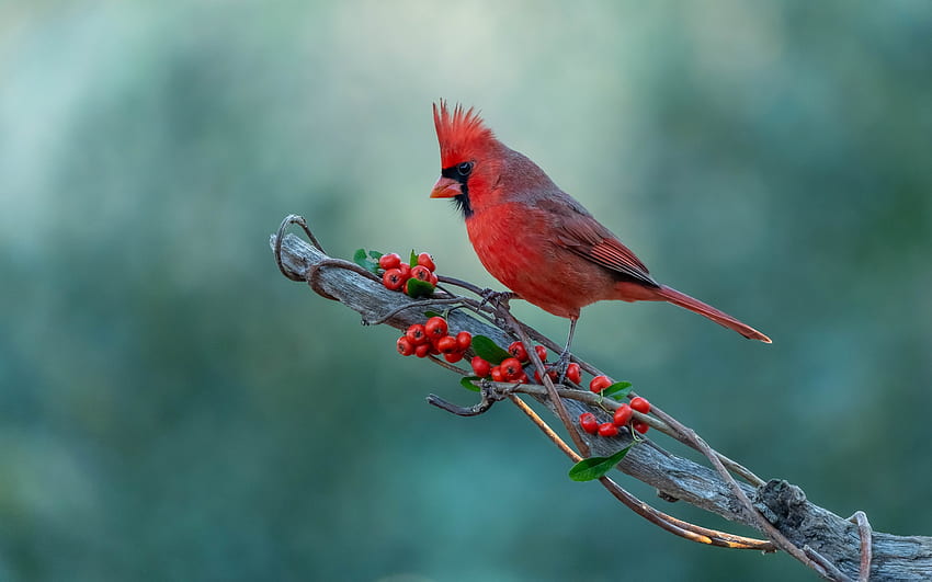 Kardinal Merah, Burung, Cabang, Buah, Berries Wallpaper HD