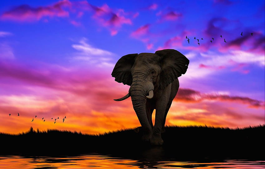 Free HD Desktop Elephant Images  Elephant Elephant wallpaper Elephant  poster