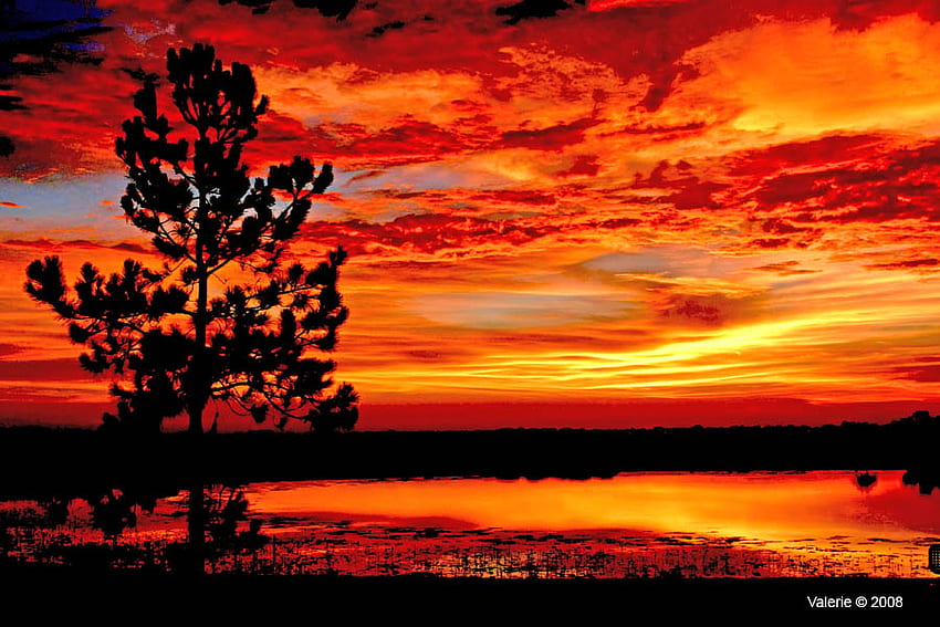 ARBRE DE PREMIER PLAN ARRIÈRE-PLAN COLORÉ SUNSET, beau, ciel jaune, orange, couleur Fond d'écran HD