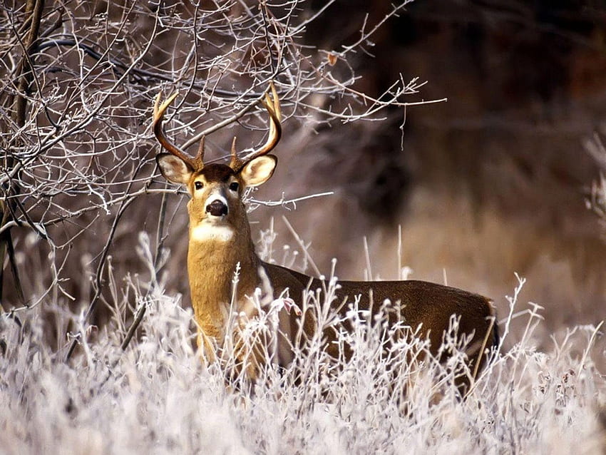 Unique Whitetail Deer This Year, Big Buck HD wallpaper