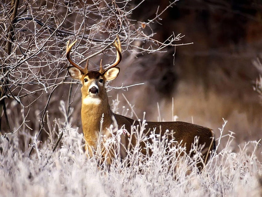 Whitetail Deer Luxury Whitetail Deer Cave This Week - Left of The ...