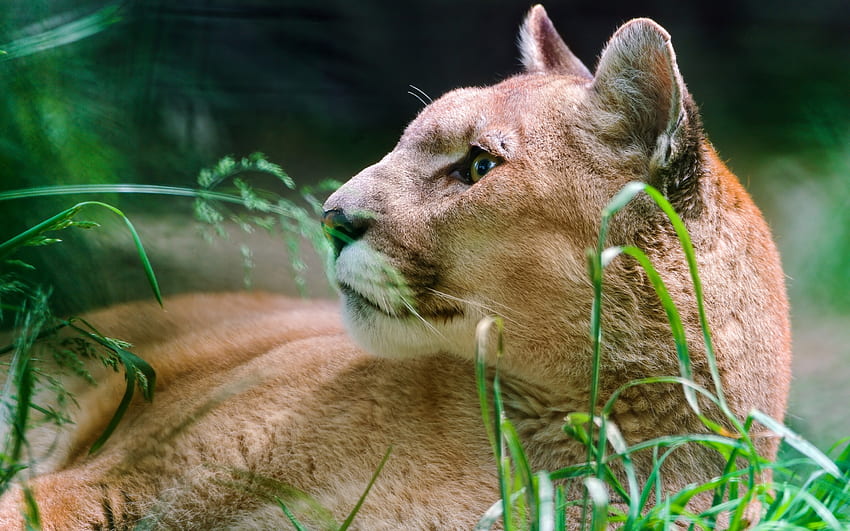 Animales, Puma, Predator, Cougar fondo de pantalla