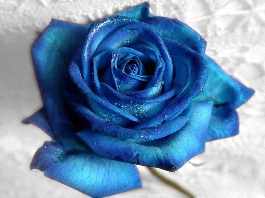 Blue Rose - We Need Fun, Blue and White Rose HD wallpaper