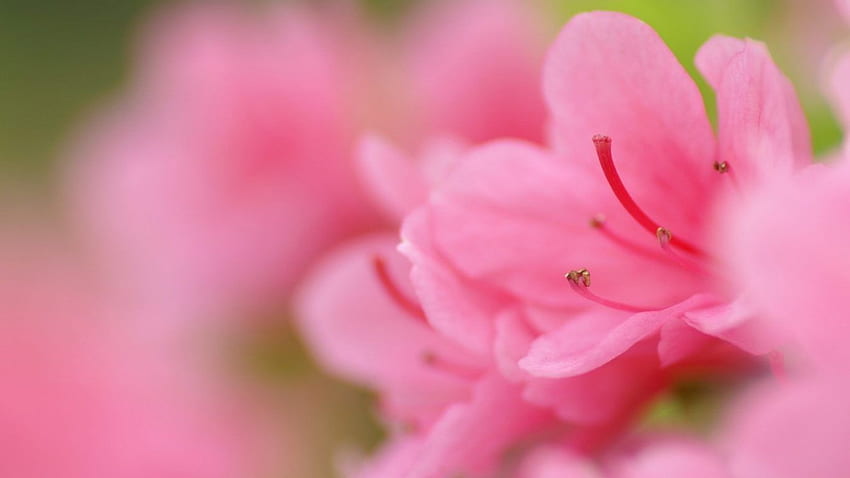 Flowers Flower Beautiful Cute Pink Nature Lovely Green Spring HD wallpaper
