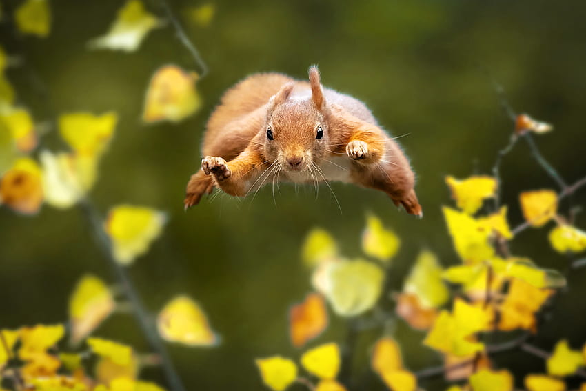 Czy to ptak? samolot? Nie, to Super Squirrel, zwierzę, latająca wiewiórka, czerwona Tapeta HD