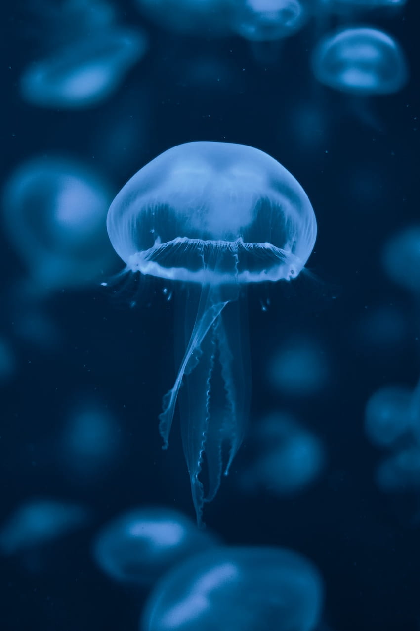 Jellyfish Underwater 4K Wallpaper iPhone HD Phone #7061k