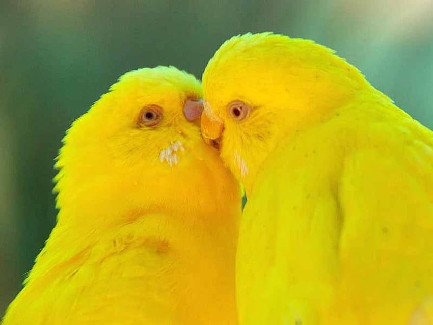 私はあなたにキスするのが大好き ;)、太陽、甘い、鳥、人生、動物、光、明るい、愛、緑、黄色、キス、永遠に、一緒に 高画質の壁紙