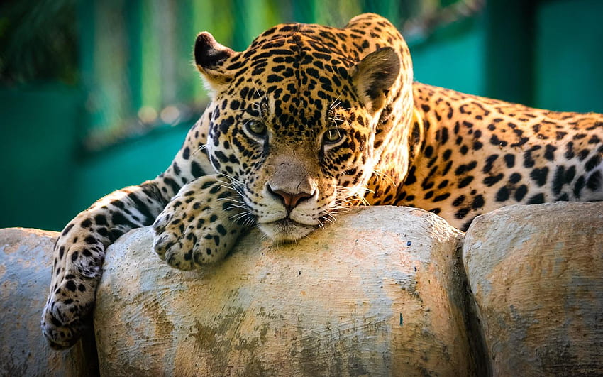 Belo Jaguar Ultra. Studio 10. Tens, Black Panther Animal Dell papel de parede HD