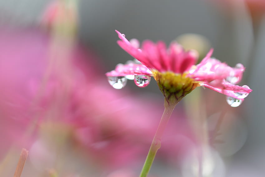 Tropfen, Blume, Makro, Unschärfe, glatt HD-Hintergrundbild