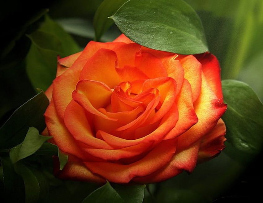 Orange Rose, Blätter, Blütenblätter, Grün, Natur, Blumen, Orange HD-Hintergrundbild