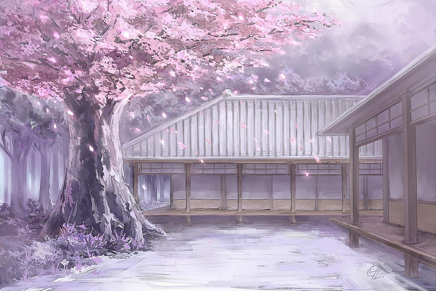 Almond Tree Cherry Blossom Pics, Cherry Blossom Tree with Snow HD wallpaper