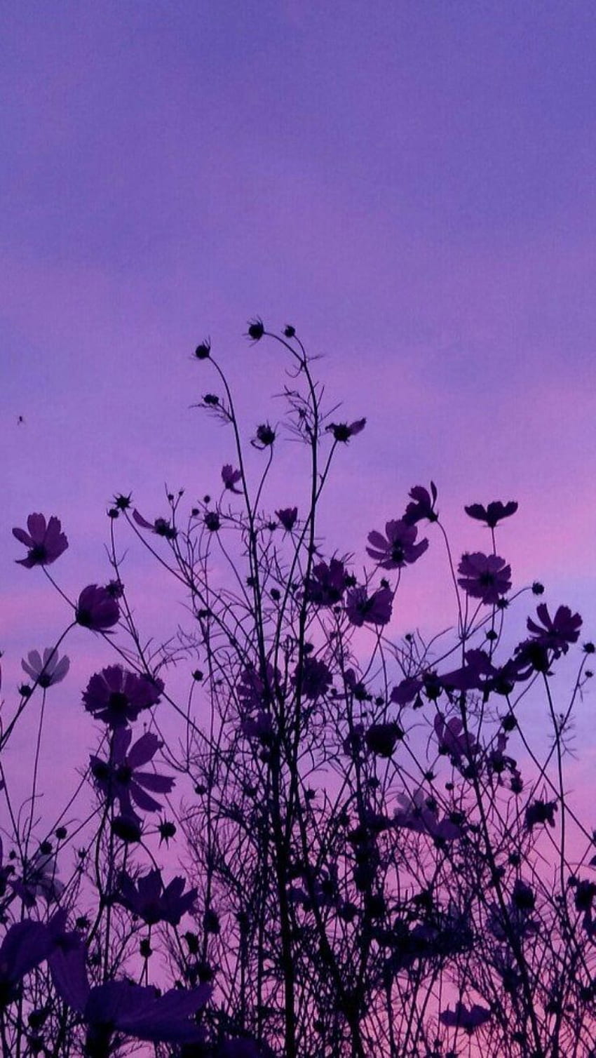 couchers de soleil et ombres. Violet, Iphone violet, Esthétique du ciel, Esthétique florale violet clair Fond d'écran de téléphone HD