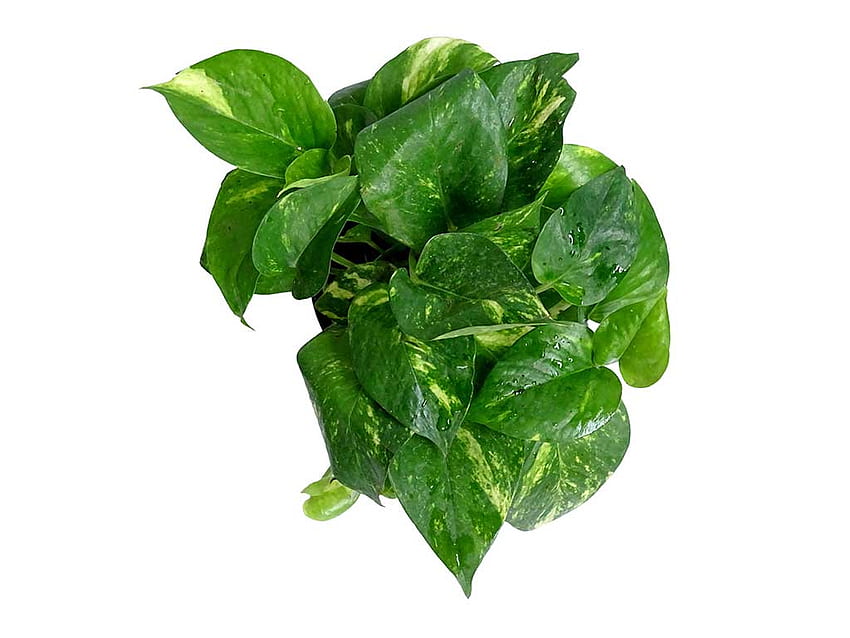 Money Plant Green - Spinach HD wallpaper