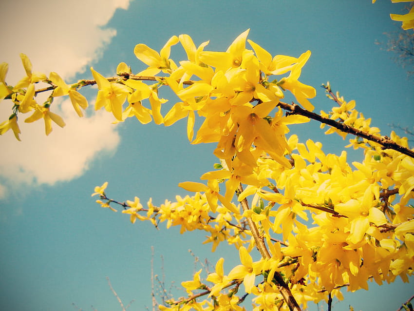 A wonderful bright day ;), sunshine, spring, day, bright, sparkle, yellow, sky, heart, sun, forever HD wallpaper
