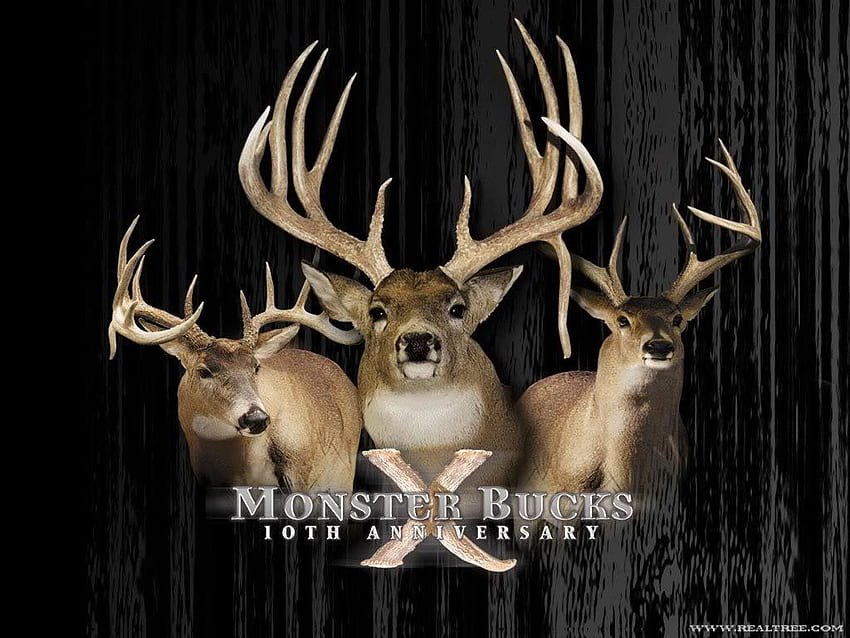 Whitetail Deer, Big Buck HD wallpaper