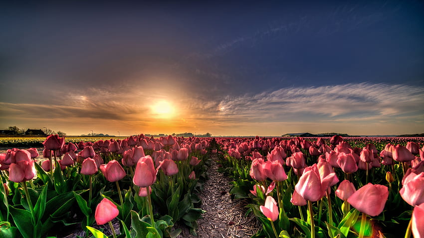 Granja, flores, tulipán, puesta de sol. fondo de pantalla