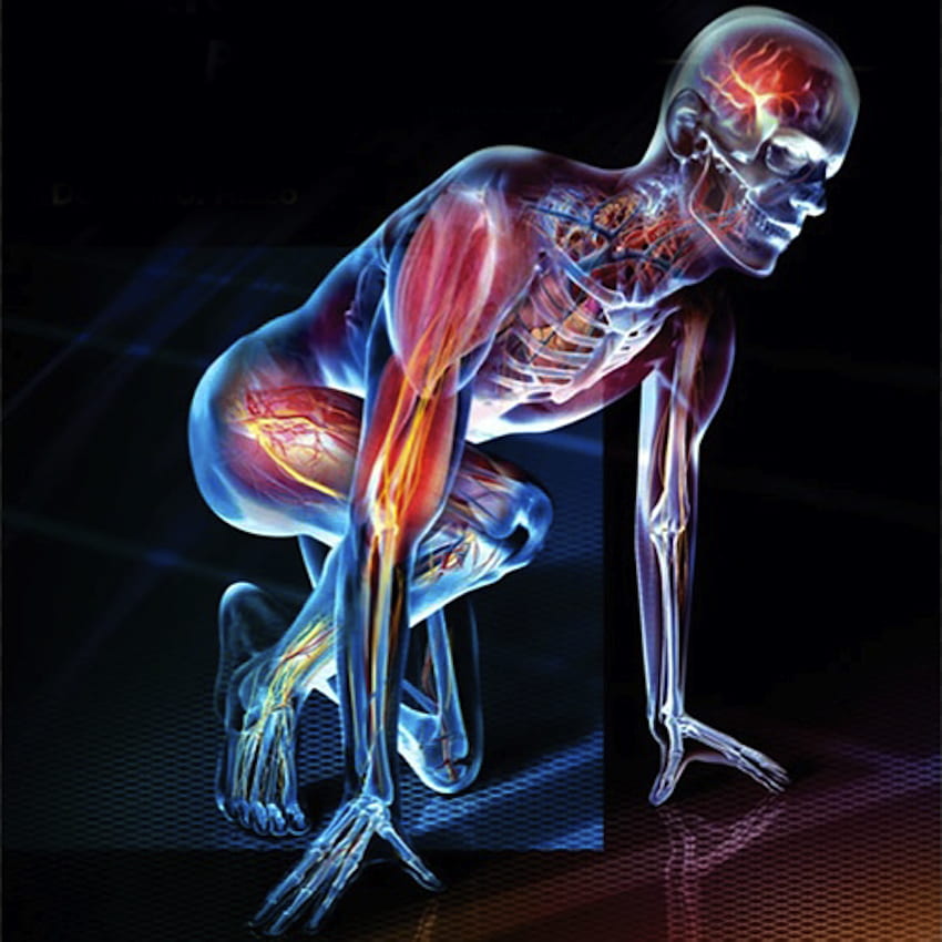 Anatomie & Physiologie - Wissenschaft - LibGuides am Eastern Arizona College, Kinesiologie HD-Handy-Hintergrundbild