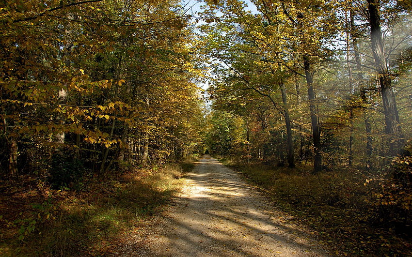 自然, 秋, 太陽, 梁, 光線, 道路, 森林, 土, 9 月, 舗装されていない 高画質の壁紙