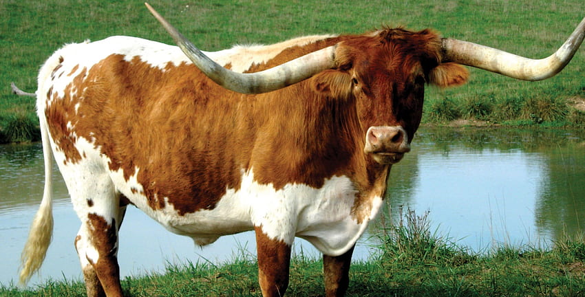 ロングホーン牛、動物、牛、ロングホーン、牛 高画質の壁紙