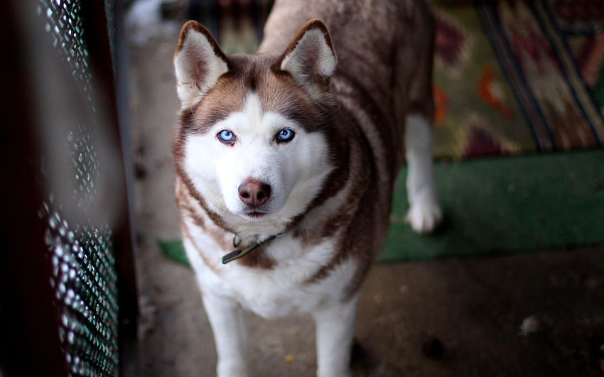 Perro Husky ojos azules., Cool Blue Eye fondo de pantalla