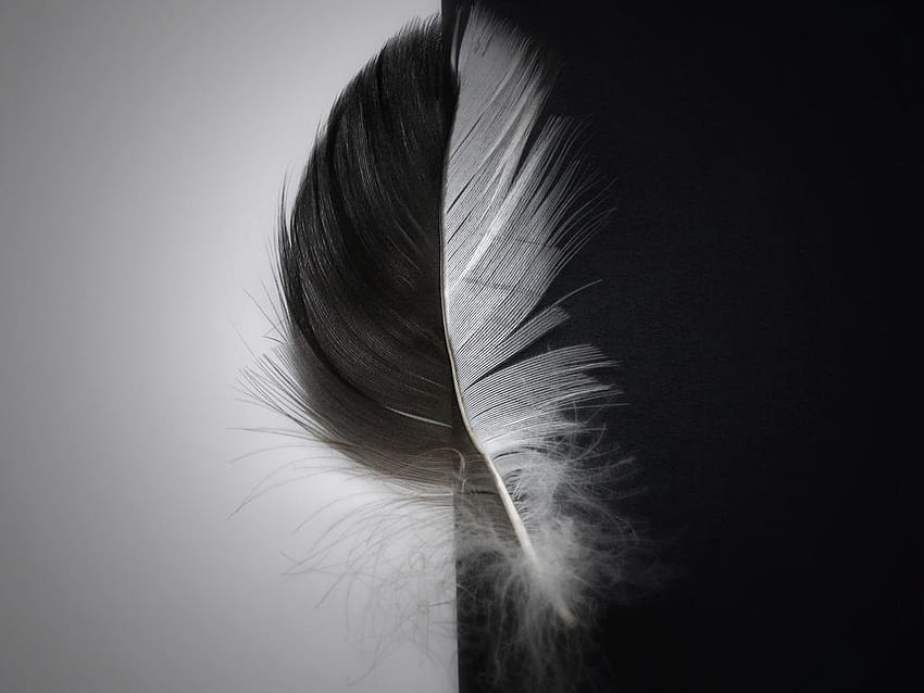Black Feather, Black and White Feather HD wallpaper | Pxfuel