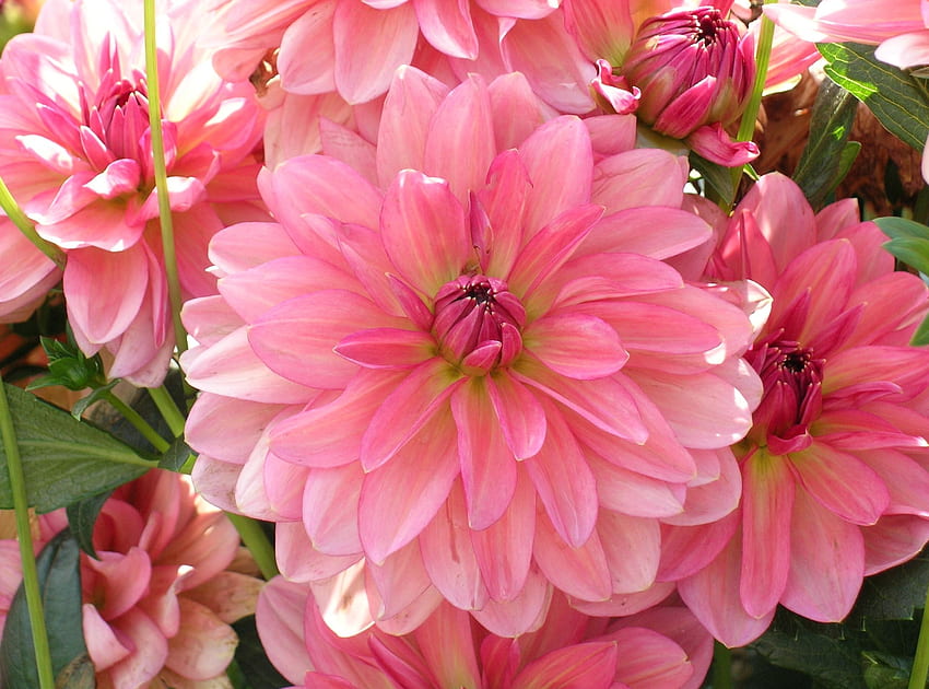 Bunga, Pink, Kelopak, Close-Up, Dahlia, Lot Wallpaper HD