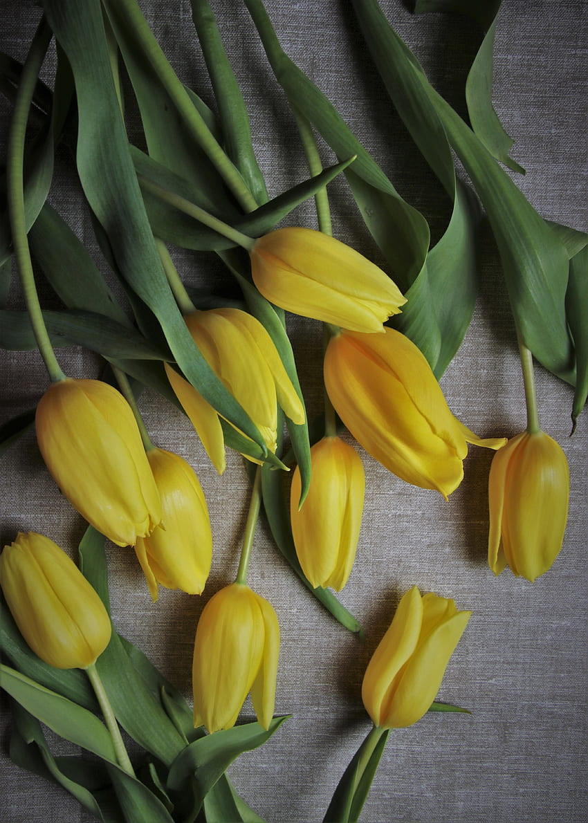 tulipanes amarillos, flores, fresco fondo de pantalla del teléfono