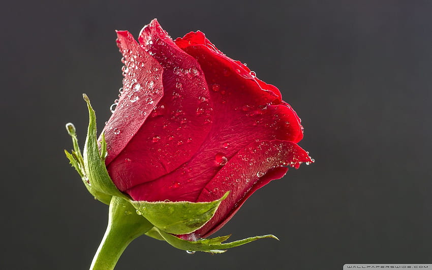 Beautiful Red Rose, Drops of Water Ultra Background for U TV : & UltraWide & Laptop : Tablet : Smartphone HD wallpaper