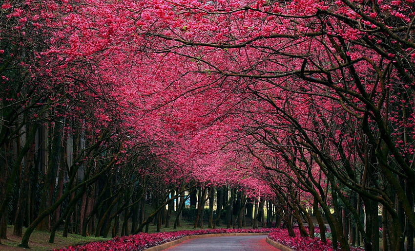 blooming road, blooming, cute, road, beautiful, bloom HD wallpaper