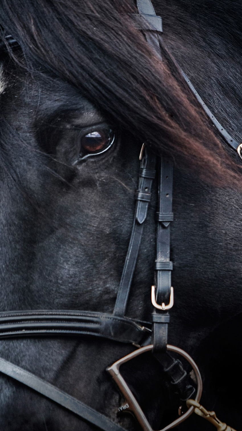 Black Horse - Black Horses - - teahub.io, Black Stallion HD phone ...
