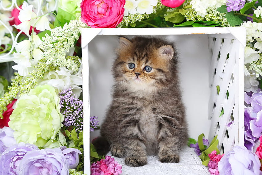 Kitty persan de printemps, chaton, doux, minou, confortable, mignon, chat, printemps, moelleux, persan, coin, fleurs, adorable Fond d'écran HD