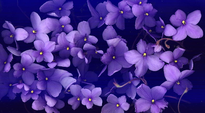 African Violet, Violet Flower HD wallpaper