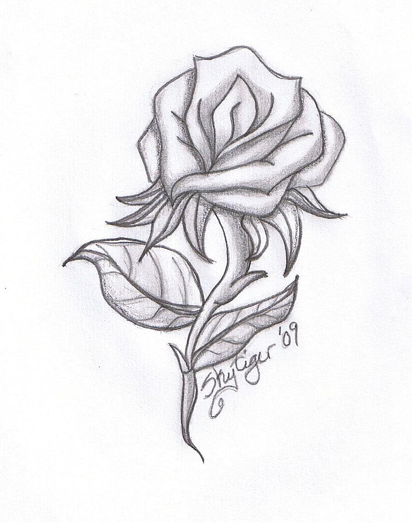 Drawing beautiful roses. rose drawings rose symbol of love rose ...