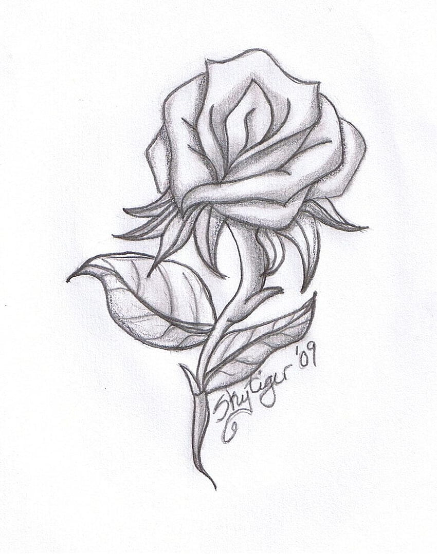 Drawing beautiful roses HD wallpapers | Pxfuel