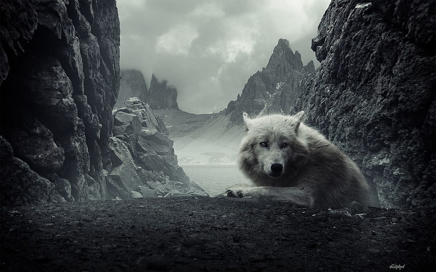 Top 79 Gray Wolf - Animal Spot, Native American Wolf HD wallpaper