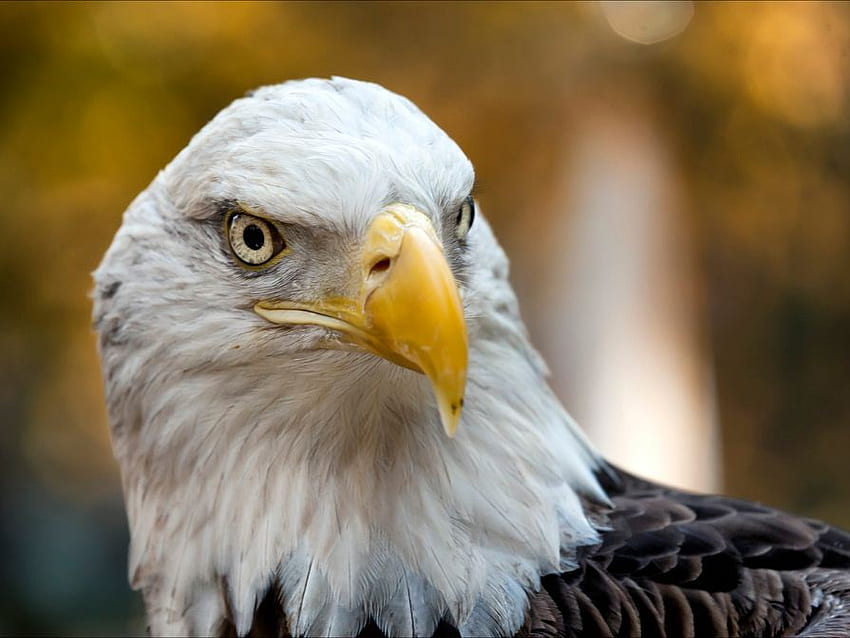 bald eagle, magnificent, nature, bird HD wallpaper