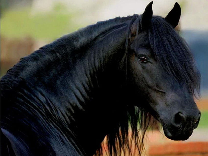 Noir, crinière, cheval, beauté Fond d'écran HD