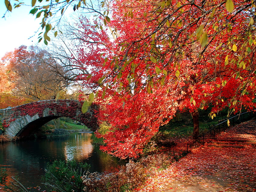Bridge over quiet waters, river, bridge, autumn, nature, tree HD wallpaper
