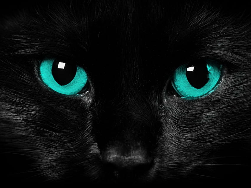 猫の目、黒、黒の背景、目、猫、水色 高画質の壁紙
