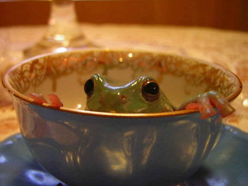 FROG IN A CUP, FROG, , CUP, ANIMAL HD wallpaper | Pxfuel