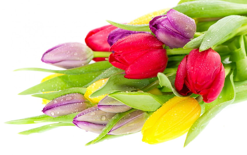 カラフルなチューリップの花束、紫、カラフル、花束、黄色、花、赤、チューリップ 高画質の壁紙