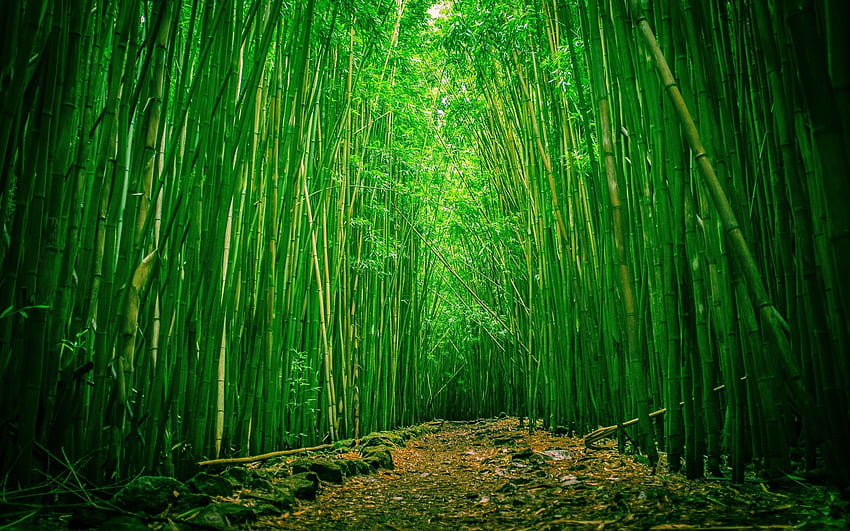 Green Bamboo Forest, Beautiful Bamboo HD wallpaper