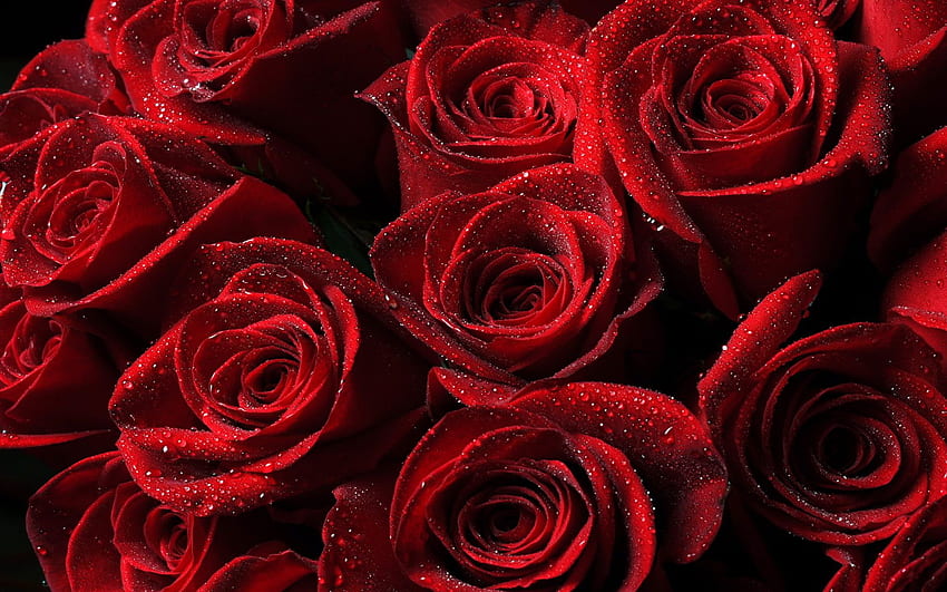 Water drop on red roses HD wallpaper