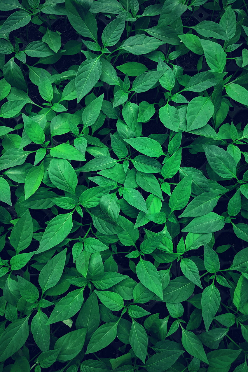 ธรรมชาติ ใบไม้ พืช แสง พืช สีอ่อน วอลล์เปเปอร์โทรศัพท์ HD