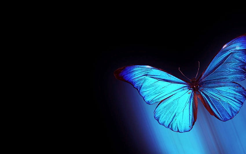 Abstract Butterfly For Laptop Unique [] for your , Mobile & Tablet. Explore  Butterfly . Butterfly , 3D Butterfly HD wallpaper | Pxfuel