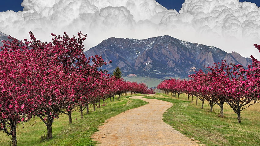 mountains, clouds, cherry blossoms, trees, trail, Colorado, Boulder Colorado HD wallpaper