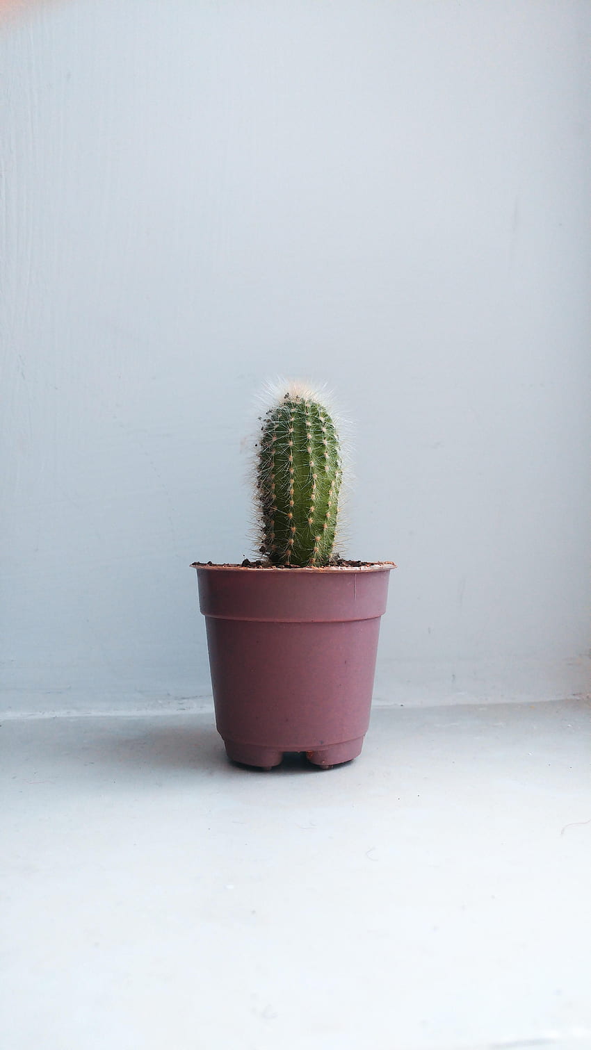 Pink, , , Cactus, Indoor Plant, Houseplant HD phone wallpaper
