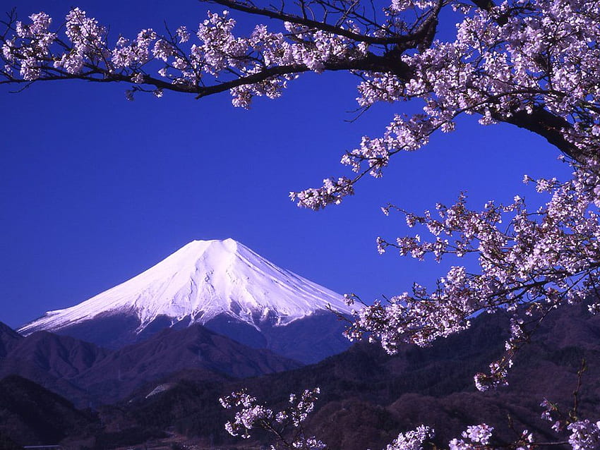 Japan und Hintergrund, Zen Japanese Cherry Blossom HD-Hintergrundbild