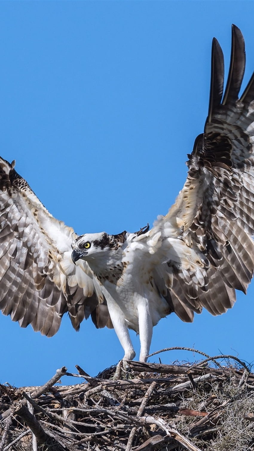 Osprey, eagle, bird, wings HD phone wallpaper