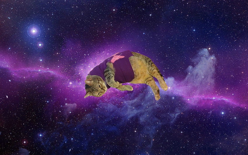 Meme spaziale, galassia gatto astronauta Sfondo HD